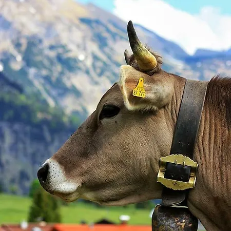 Hoehenrausch * Bad Hindelang